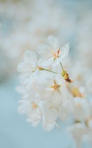 Preview wallpaper cherry, flowers, white, macro