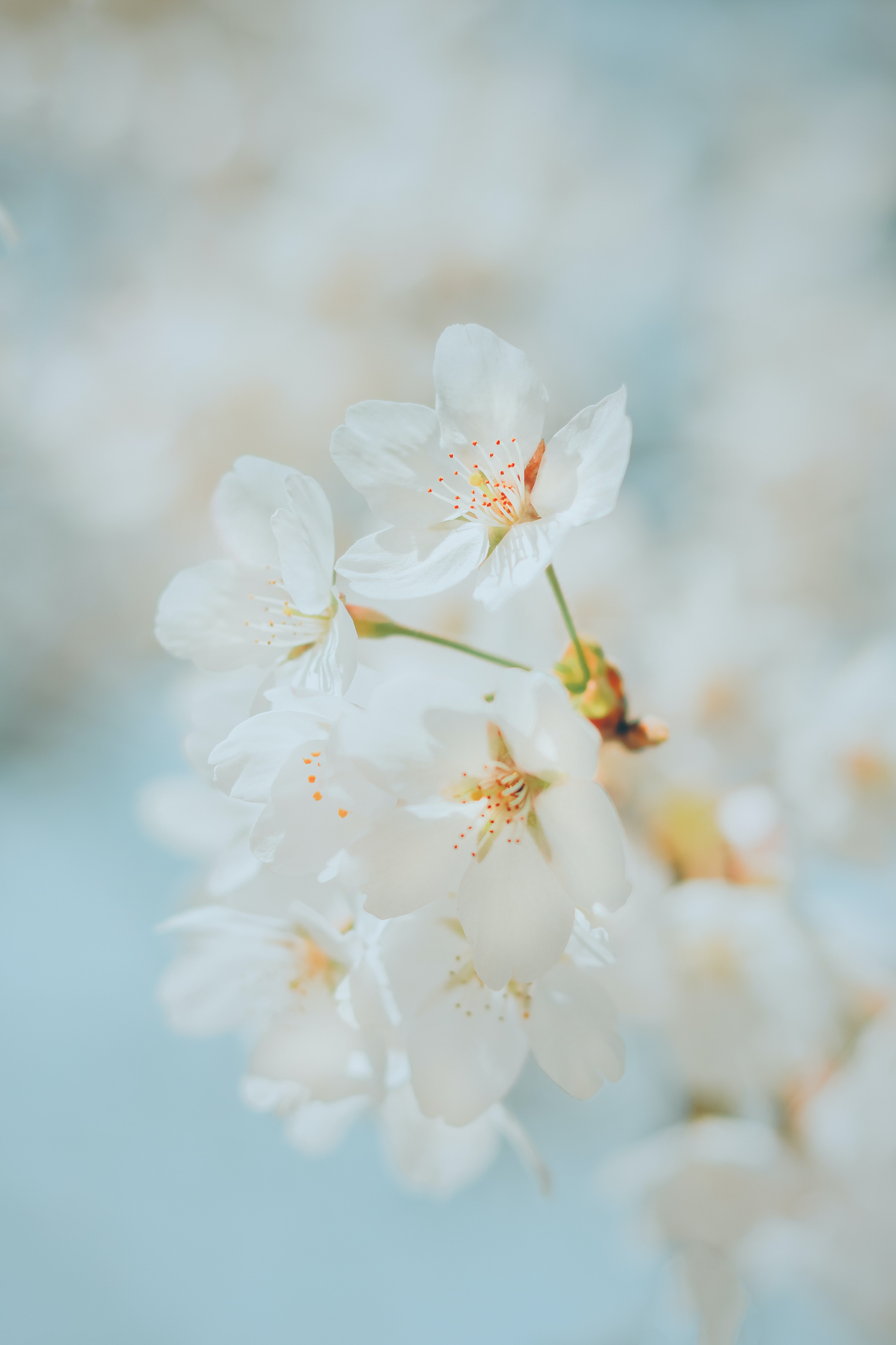 Download wallpaper 3377x5066 cherry, flowers, white, macro hd background