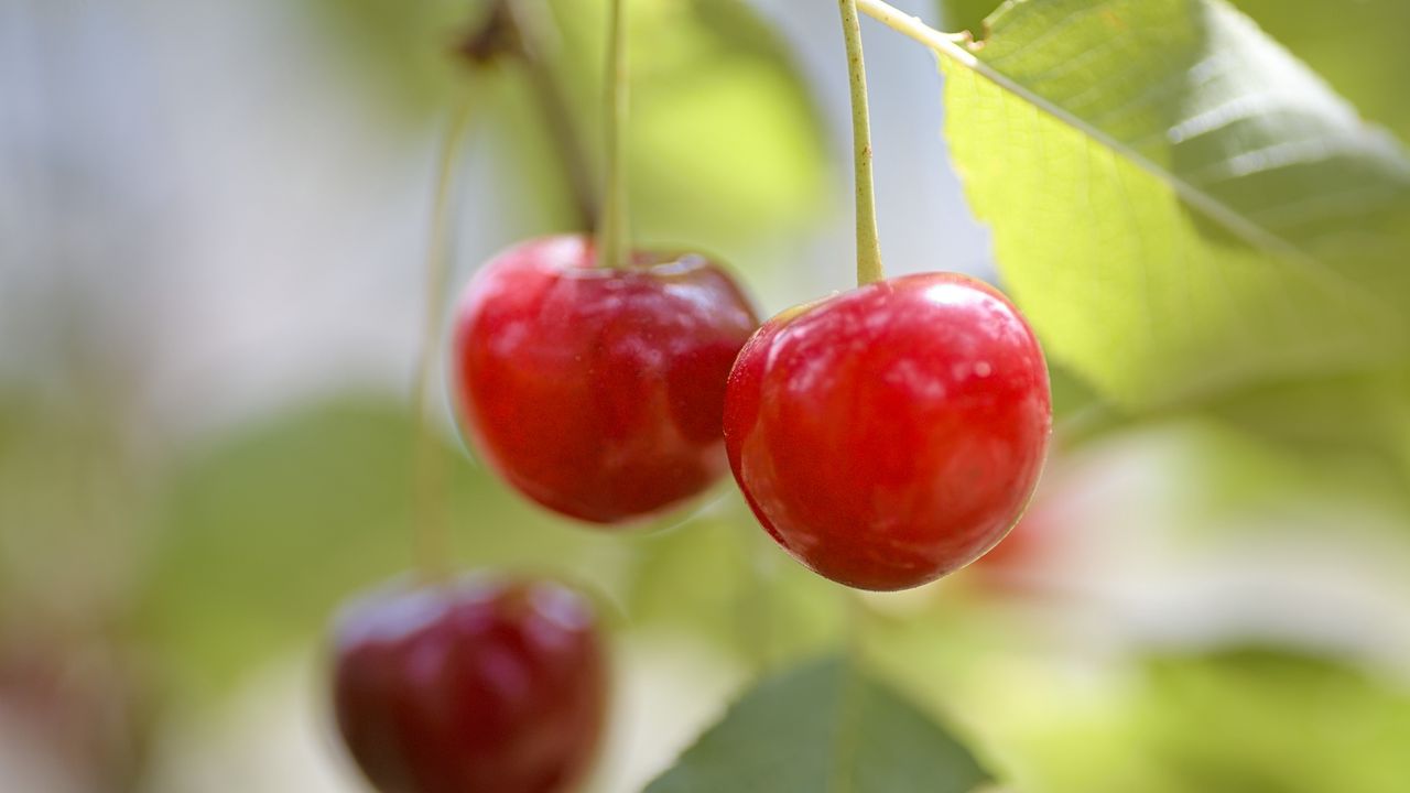 Wallpaper cherry, fruit, blur, macro