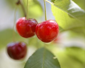 Preview wallpaper cherry, fruit, blur, macro