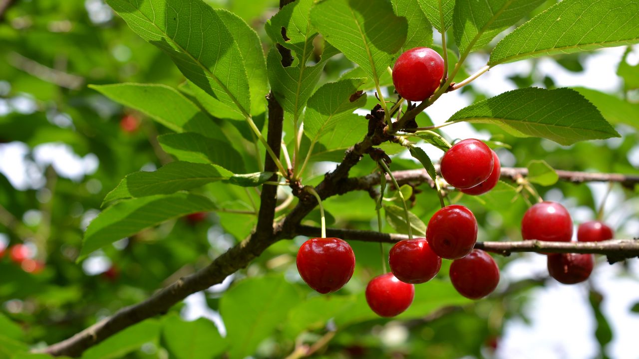 Wallpaper cherry, fruit, branch, tree