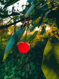 Preview wallpaper cherry, fruit, branch, leaves