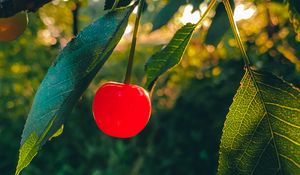 Preview wallpaper cherry, fruit, branch, leaves