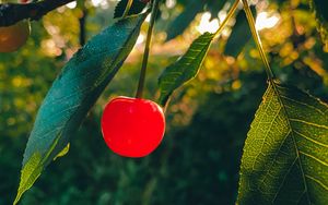 Preview wallpaper cherry, fruit, branch, leaves