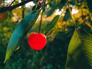 Preview wallpaper cherry, fruit, branch, leaves