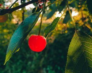 Preview wallpaper cherry, fruit, branch, leaves