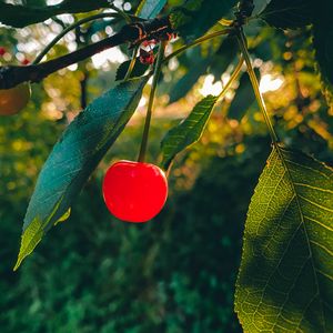 Preview wallpaper cherry, fruit, branch, leaves