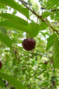 Preview wallpaper cherry, leaves, grass