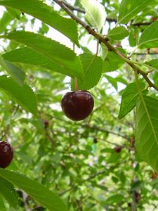 Preview wallpaper cherry, leaves, grass