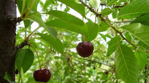 Preview wallpaper cherry, leaves, grass