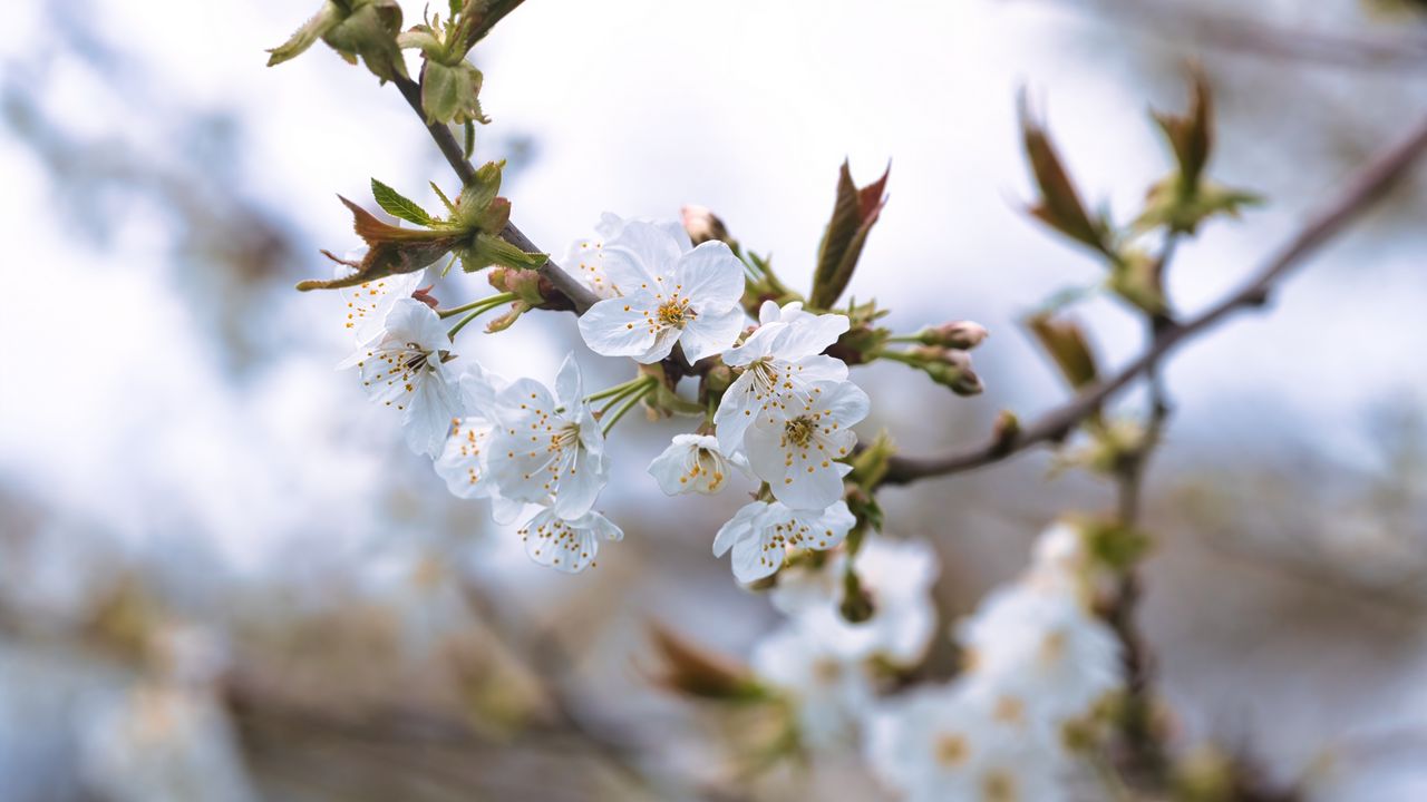 Wallpaper cherry, petals, flowers, branches, spring
