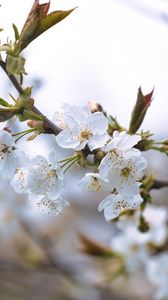 Preview wallpaper cherry, petals, flowers, branches, spring