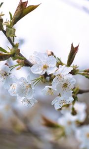 Preview wallpaper cherry, petals, flowers, branches, spring
