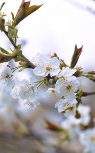 Preview wallpaper cherry, petals, flowers, branches, spring