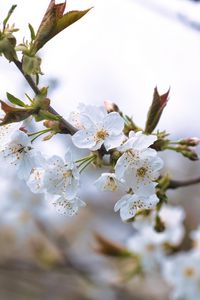 Preview wallpaper cherry, petals, flowers, branches, spring