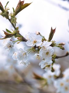 Preview wallpaper cherry, petals, flowers, branches, spring