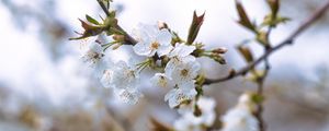 Preview wallpaper cherry, petals, flowers, branches, spring