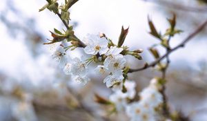 Preview wallpaper cherry, petals, flowers, branches, spring