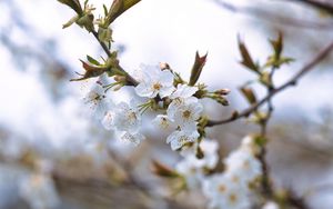 Preview wallpaper cherry, petals, flowers, branches, spring