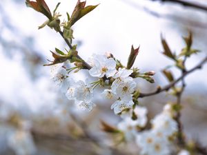 Preview wallpaper cherry, petals, flowers, branches, spring