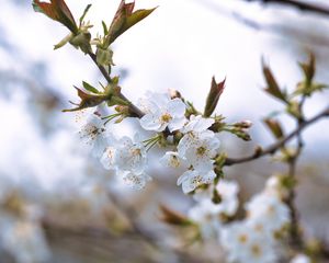 Preview wallpaper cherry, petals, flowers, branches, spring