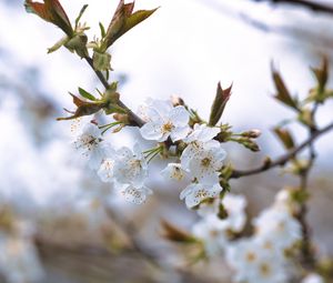 Preview wallpaper cherry, petals, flowers, branches, spring