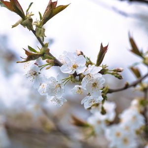 Preview wallpaper cherry, petals, flowers, branches, spring