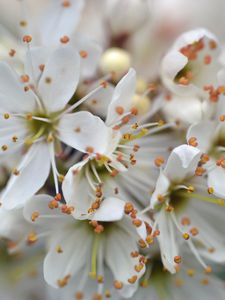 Preview wallpaper cherry, petals, stamens, flowers, white