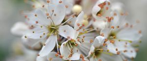 Preview wallpaper cherry, petals, stamens, flowers, white