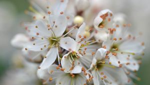 Preview wallpaper cherry, petals, stamens, flowers, white