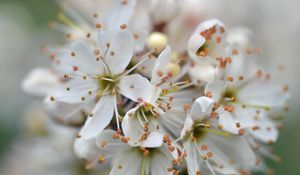 Preview wallpaper cherry, petals, stamens, flowers, white