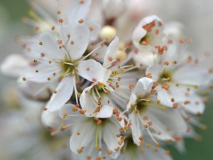 Preview wallpaper cherry, petals, stamens, flowers, white