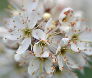 Preview wallpaper cherry, petals, stamens, flowers, white