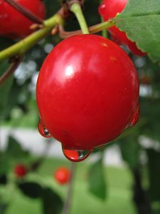 Preview wallpaper cherry, plants, branches, berries, drop