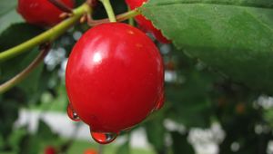 Preview wallpaper cherry, plants, branches, berries, drop