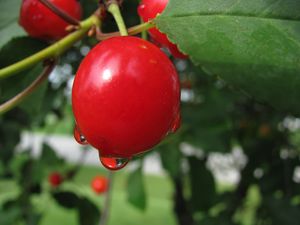 Preview wallpaper cherry, plants, branches, berries, drop