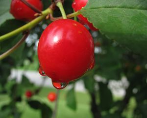 Preview wallpaper cherry, plants, branches, berries, drop