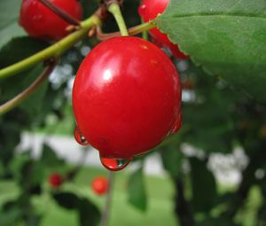 Preview wallpaper cherry, plants, branches, berries, drop