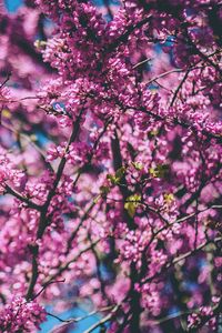 Preview wallpaper cherry, tree, flowers, flowering, spring