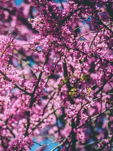 Preview wallpaper cherry, tree, flowers, flowering, spring