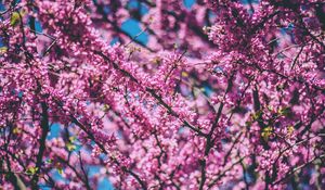 Preview wallpaper cherry, tree, flowers, flowering, spring
