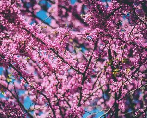 Preview wallpaper cherry, tree, flowers, flowering, spring