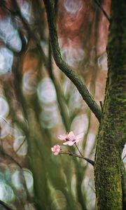 Preview wallpaper cherry, tree, flowers, branch, blur