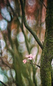 Preview wallpaper cherry, tree, flowers, branch, blur