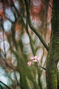 Preview wallpaper cherry, tree, flowers, branch, blur