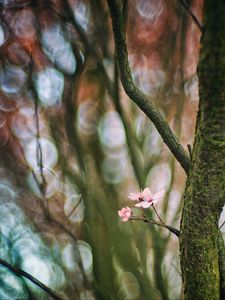 Preview wallpaper cherry, tree, flowers, branch, blur