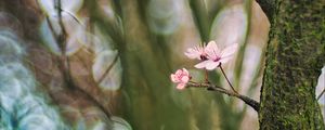 Preview wallpaper cherry, tree, flowers, branch, blur