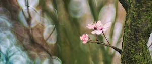 Preview wallpaper cherry, tree, flowers, branch, blur