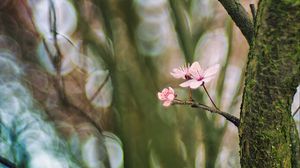 Preview wallpaper cherry, tree, flowers, branch, blur