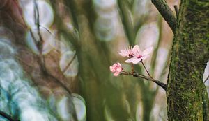 Preview wallpaper cherry, tree, flowers, branch, blur